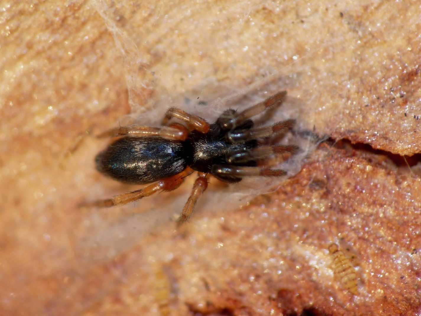 Piccolo Gnaphosidae con zampe aranciate